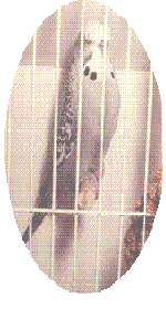 �N���b�N�Ŋg�債�܂�