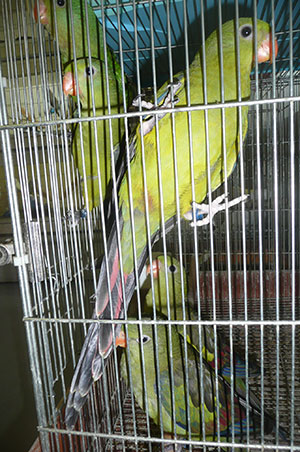 ���`�m�[�I�J���C���R